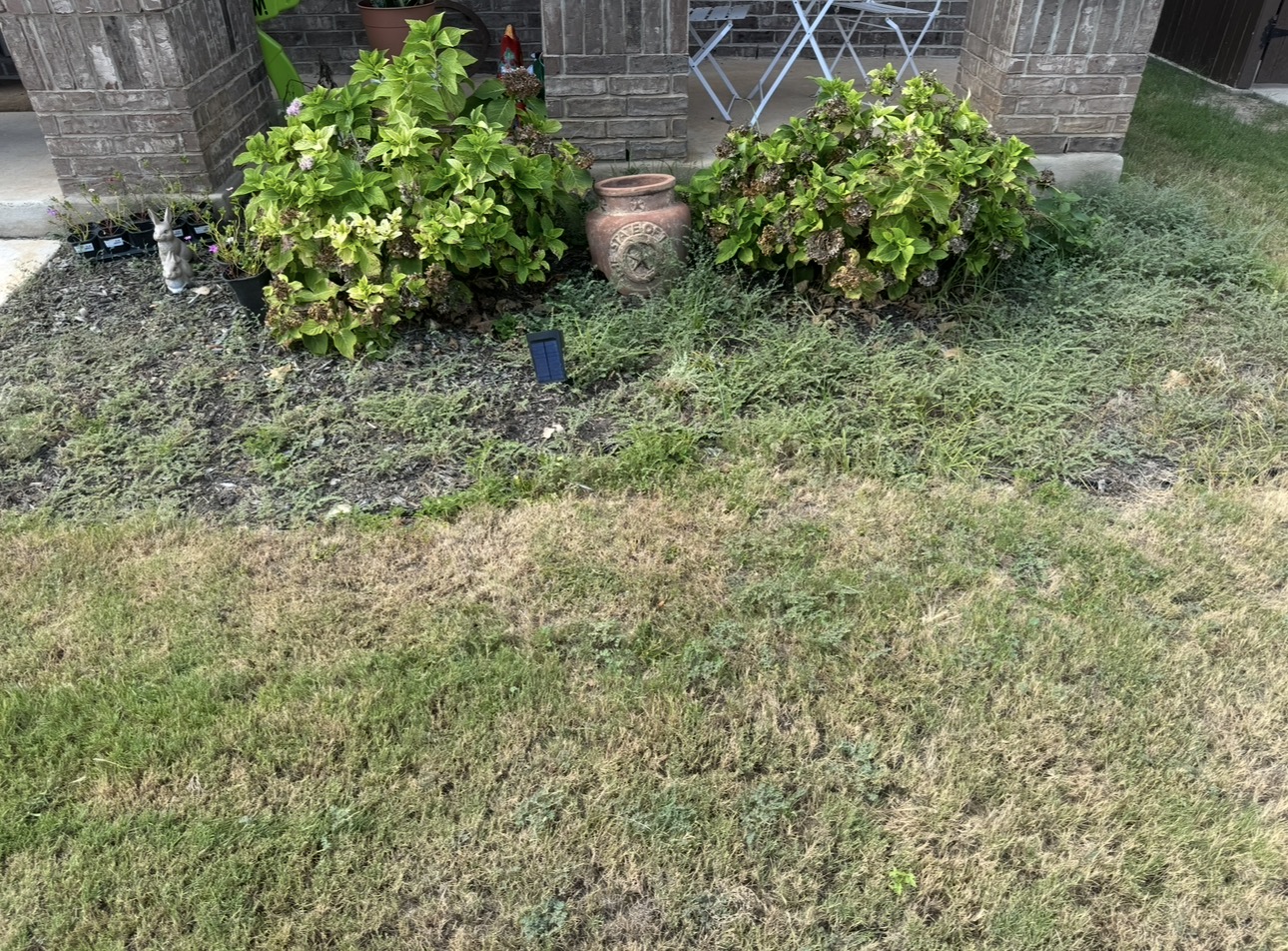 Howdy Lawn Care lawn transformation